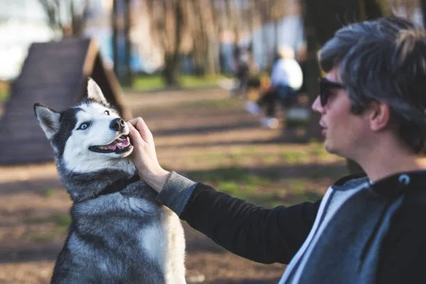 Siberian husky biting dominance Building a Trusting Relationship With Your Husky