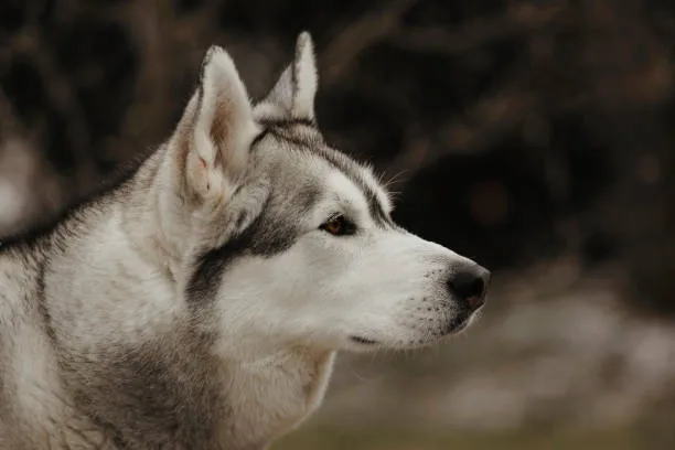 Siberian husky biting dominance Communication: Understanding Your Husky's Language
