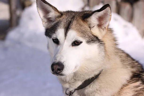 Siberian husky facts and info Living Conditions