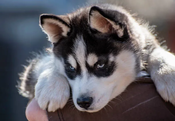 Siberian husky facts and info Health Issues and Lifespan