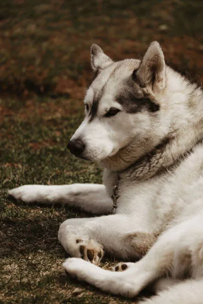 Siberian husky facts and info Behavioral Traits and Training Challenges
