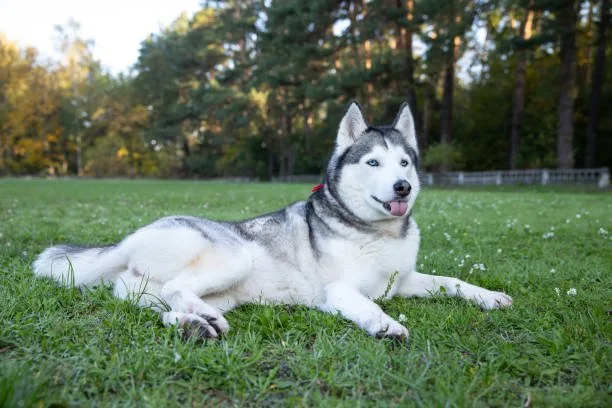 Siberian husky facts and info Dietary Considerations