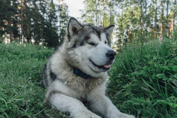 The best way to potty train a husky puppy Familiarize with Common Husky Signals