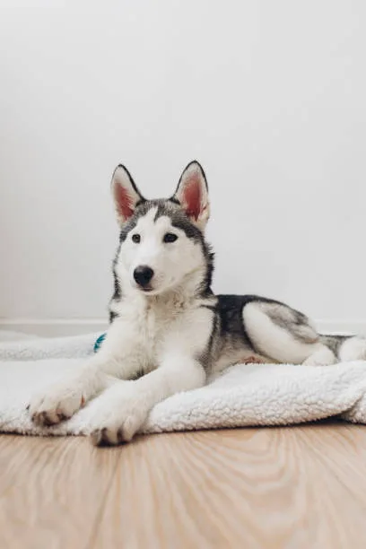 The best way to potty train a husky puppy Crate Training as an Aid