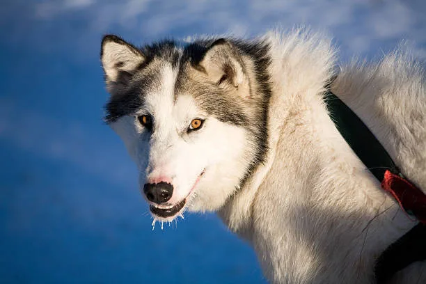 The seppala siberian husky cost Understanding the Seppala Siberian Sleddog Characteristics
