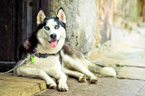 The seppala siberian husky cost The Long-Term Financial Commitment