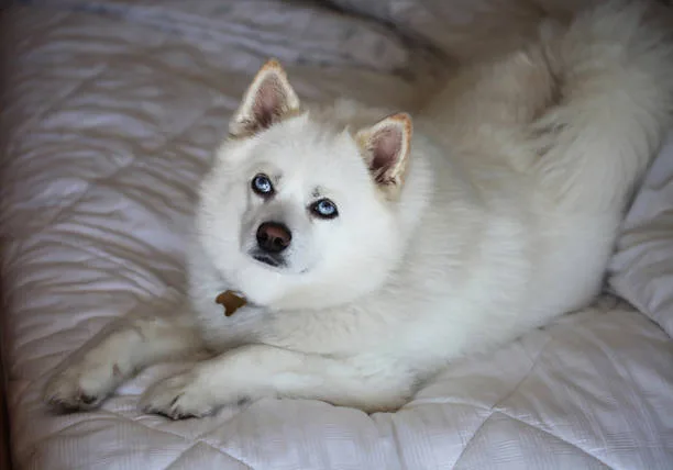 The seppala siberian husky cost Emergency Medical Costs and Insurance