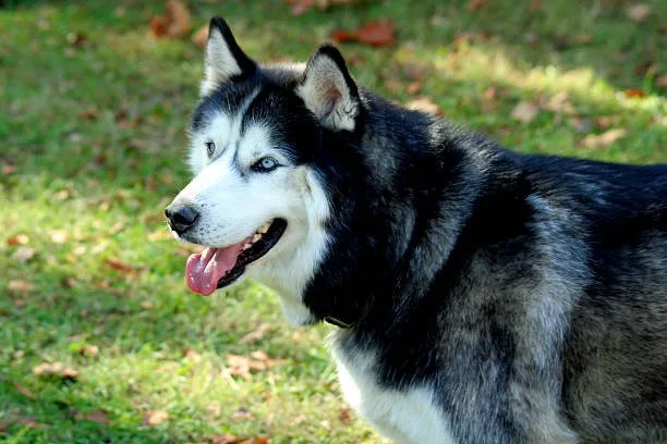 The seppala siberian husky cost Exercise and Enrichment Costs