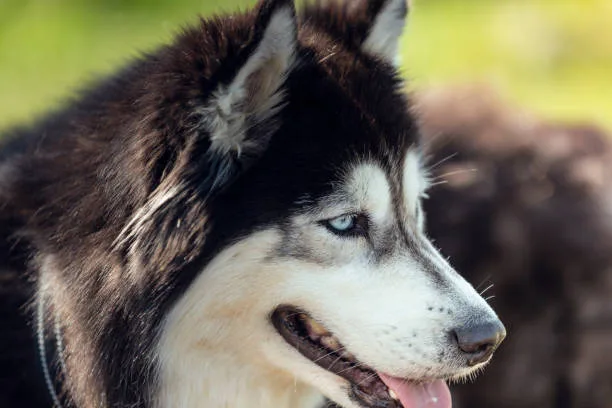 Top   most common husky anxiety symptoms Implementing Strategies for Long-Term Anxiety Management in Huskies