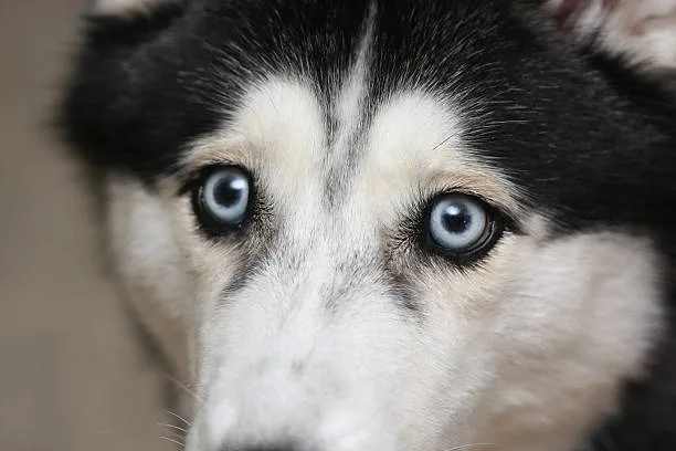 Top   most common husky anxiety symptoms Understanding and Handling Canine Anxiety Disorders