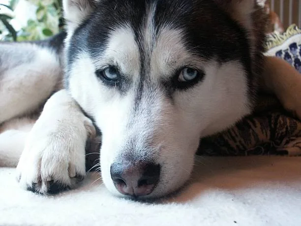 Top   most common husky anxiety symptoms Guidelines and Techniques for Alleviating Husky Anxiety