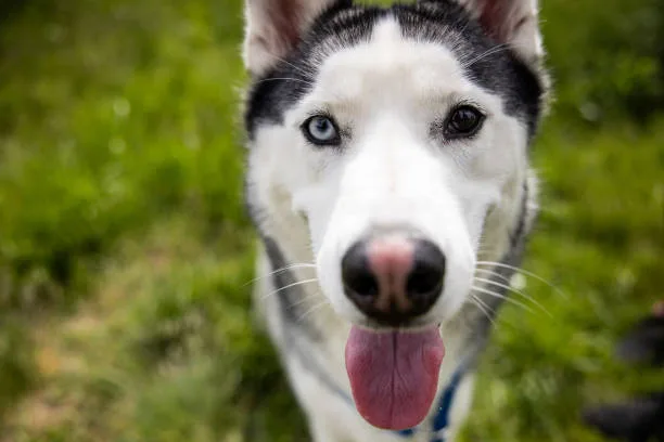 What husky means Health Care Considerations for Huskies