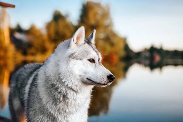 What is the best dog food for a siberian husky Balancing Fats: Omega-3 and Omega-6