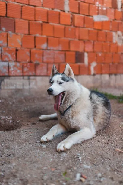 What months do huskies shed Maintaining a Husky's Coat Health Through Diet