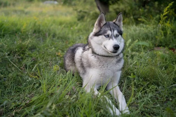 What months do huskies shed Fall Shedding: Transition to Winter Coat