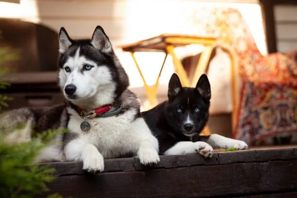 What months do huskies shed Selecting the Right Grooming Tools