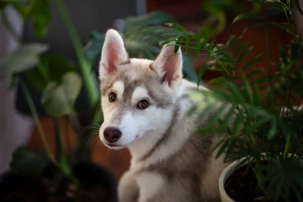 What months do huskies shed Conclusion: Embracing Your Husky's Natural Cycle