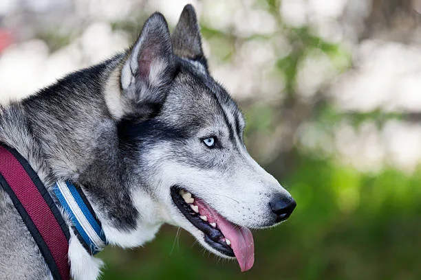 What size collar for a husky puppy Collar Maintenance and Care
