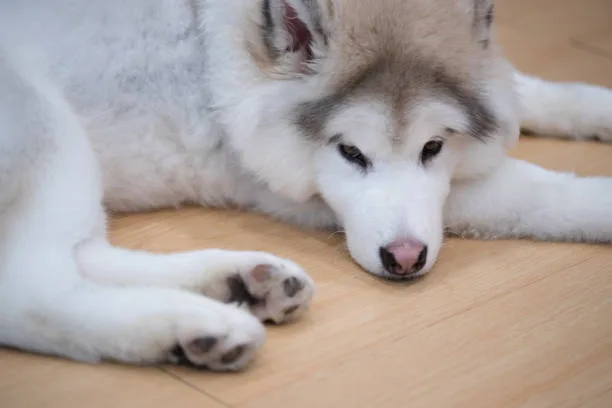 What size collar for a husky puppy Width Matters: Accommodating Thick Fur