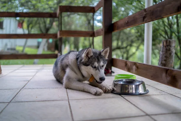 What to feed a siberian husky puppy The Role of DHA in Brain and Eye Development