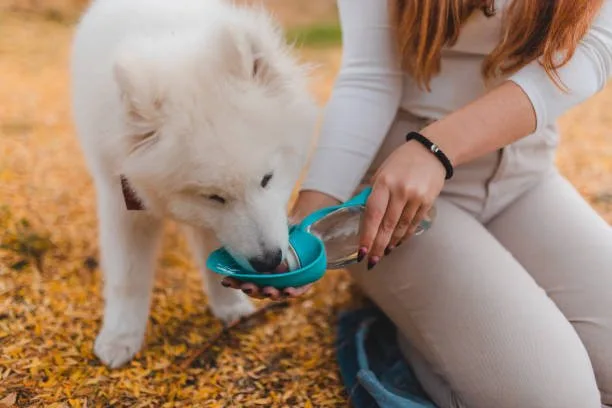 What to feed a siberian husky puppy Avoiding Foods That Are Harmful to Puppies