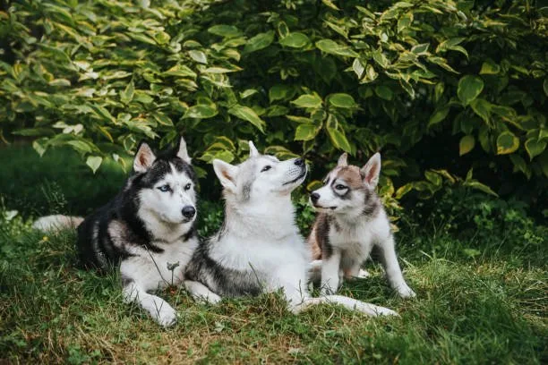 What to feed a siberian husky puppy Transitioning Your Puppy to Adult Dog Food