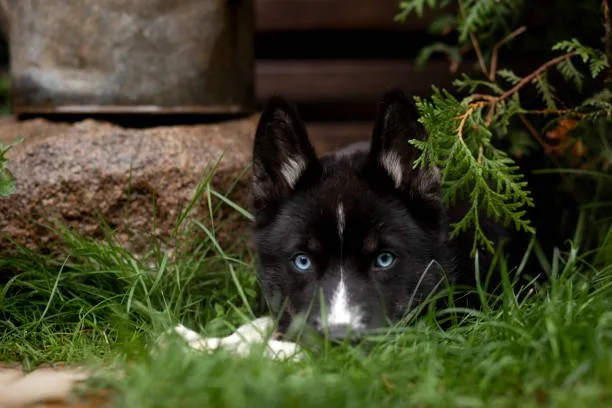 What to feed a siberian husky puppy Feeding Schedule: How Often to Feed Your Husky Puppy
