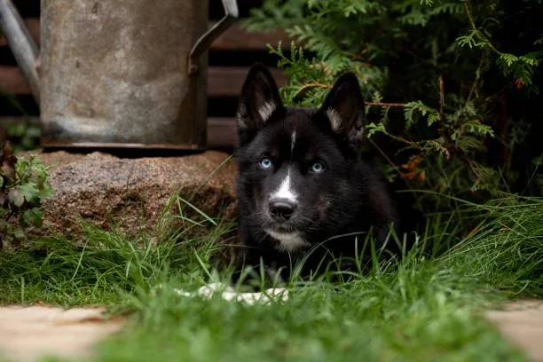 What to feed a siberian husky puppy Navigating the Array of Husky-Specific Puppy Food Options