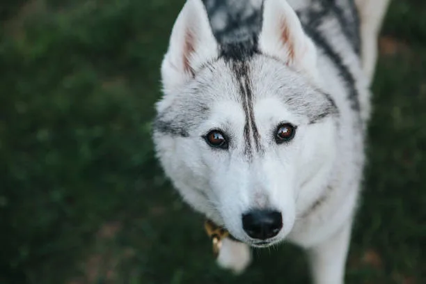 What type of husky do i have Cold Weather Care for Husky Breeds