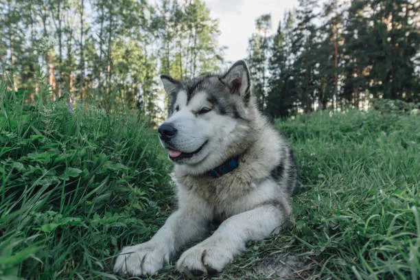 What type of husky do i have Behavioral Signs of Different Husky Types