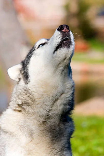 When do huskies start talking Enhancing Communication With Vocal Training