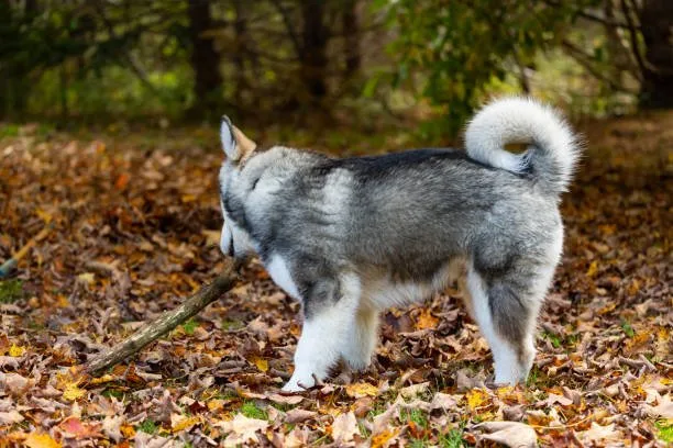 When do huskies start talking The Husky Language: Interpreting and Responding