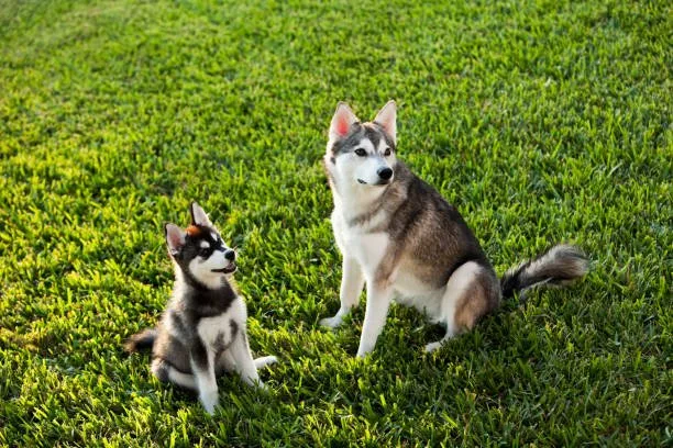 When do huskies start talking Why Huskies Are More Vocal Than Other Breeds