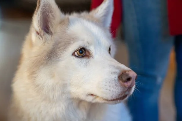 When do siberian huskies stop growing Health Considerations During the Growth Stage