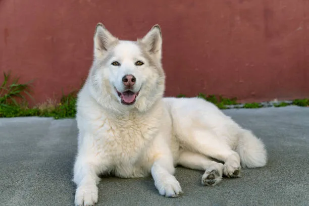 When do siberian huskies stop growing Monitoring Your Husky's Growth