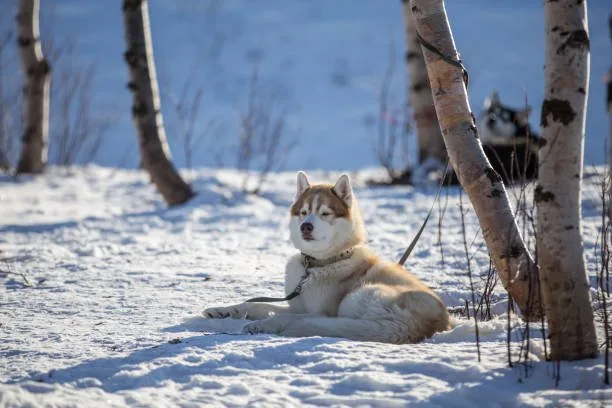 When do siberian huskies stop growing Exercise Requirements for Growing Huskies