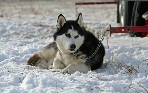 When do siberian huskies stop growing Conclusion: Supporting Your Husky's Development