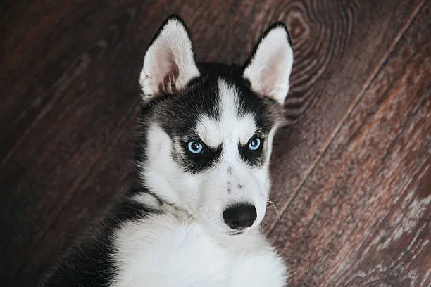 When does a husky stop being a puppy Health Care Considerations