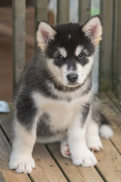 When does a husky stop being a puppy Optimizing Care for Husky Puppies and Adolescents