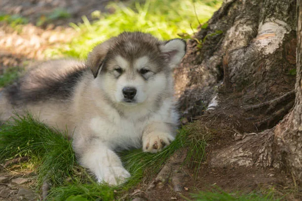 When does a husky stop being a puppy Assessing Physical and Behavioral Growth in Huskies
