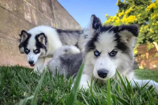When is a siberian husky full grown Grooming and Coat Care for Huskies