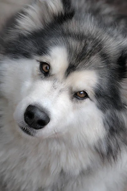 When is a siberian husky full grown Health Considerations During Growth