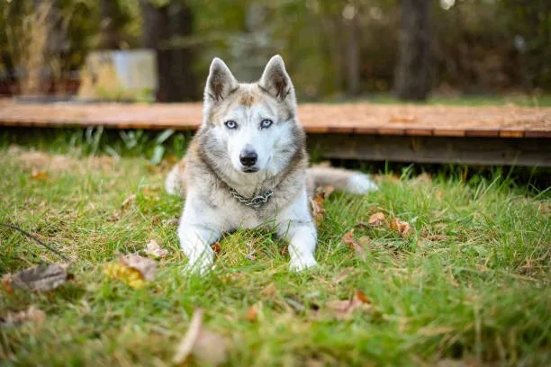 When is a siberian husky full grown Genetic Factors Affecting Growth