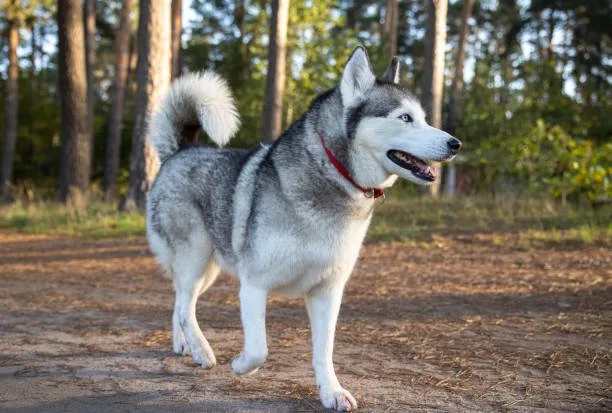When is a siberian husky full grown Conclusion