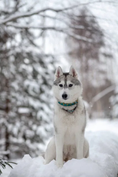 Why are huskies a restricted breed Conclusion: Ensuring a Happy Husky