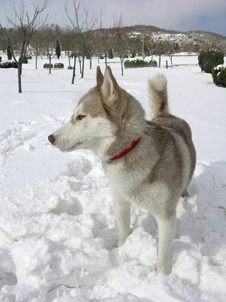 Why are huskies a restricted breed The Importance of Experienced Ownership