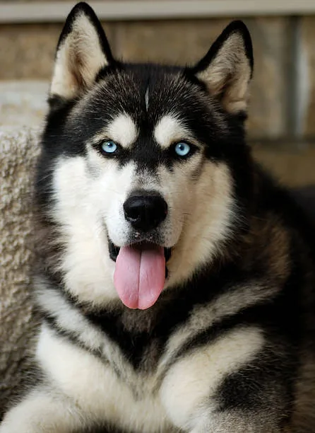 Why are huskies a restricted breed Training and Mental Enrichment for Huskies