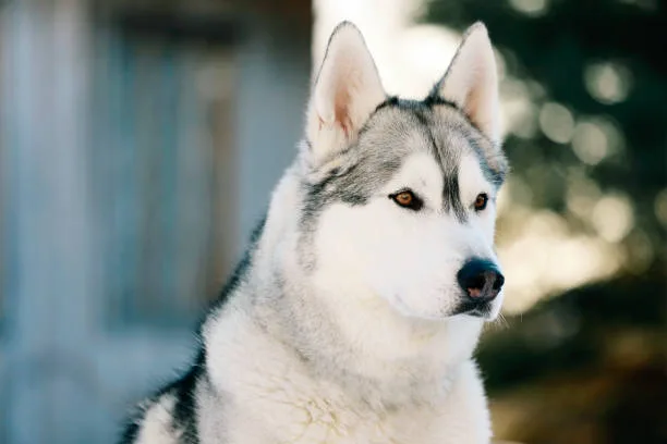 Why are huskies a restricted breed Compatibility of Huskies with Different Lifestyles