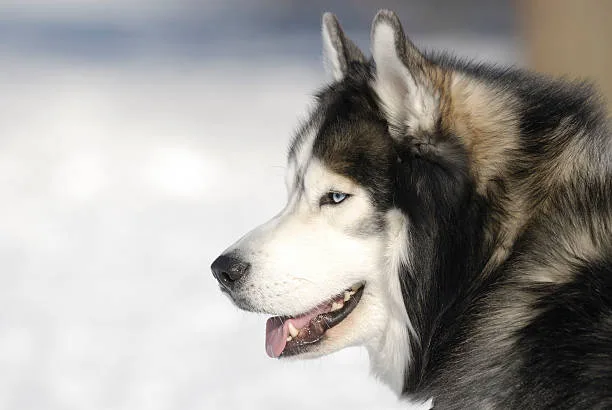 Why are my husky ears down A Guide to Pediatric Husky Ear Care: From Puppies to Adults