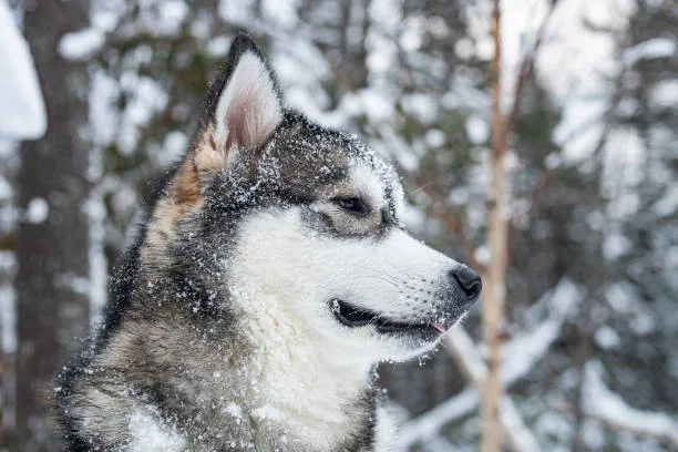 Why do huskies look angry The Significance of Exercise and Playtime